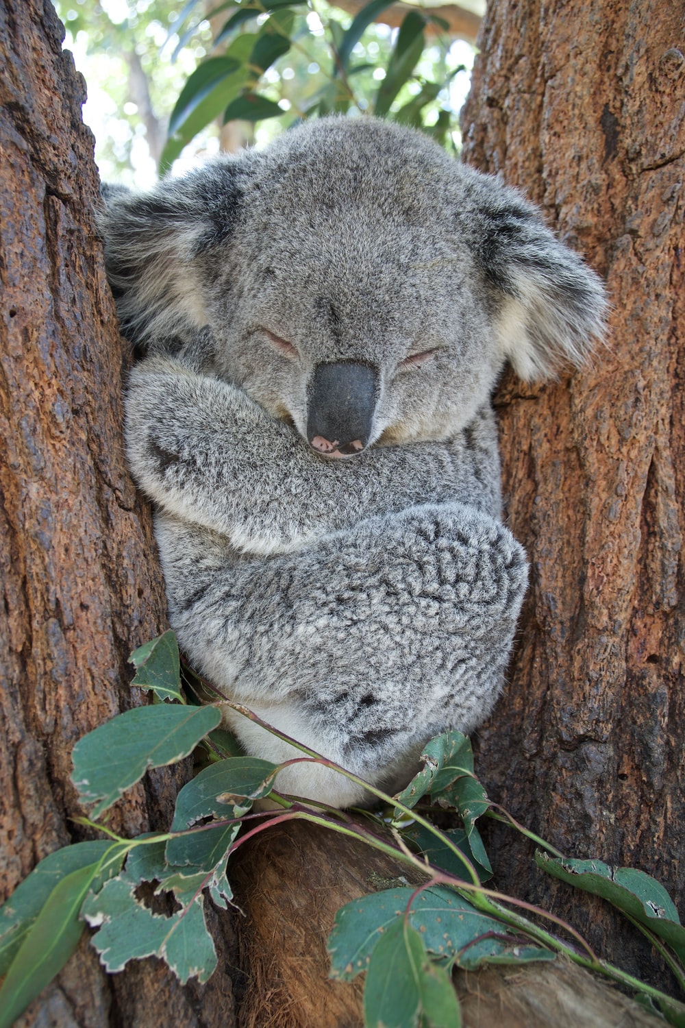 KOALA